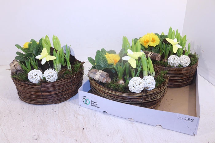 <h4>ARR TUINPLANTEN</h4>