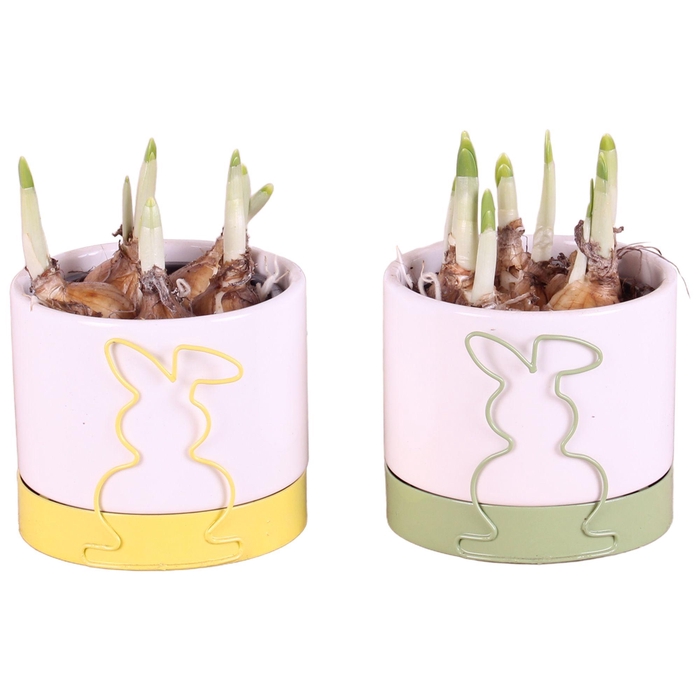 <h4>Easter Arr. Narcis Ceramic Rabbit Frame Pot Yel/Grn Ø10cm</h4>