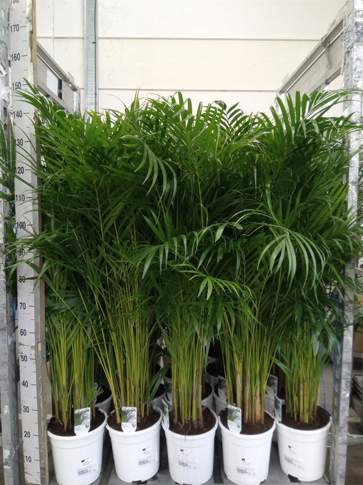 <h4>Dypsis lutescens   ...Chrysalidoca</h4>