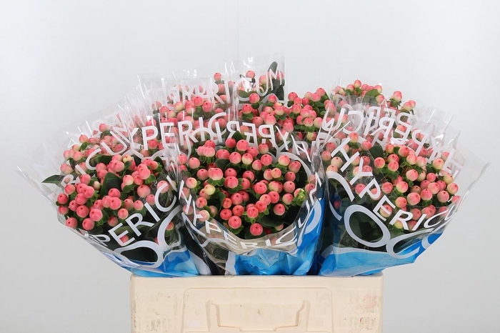 <h4>Hyp Coco Tiamo</h4>