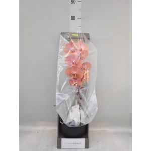 Phalaenopsis   ...orange