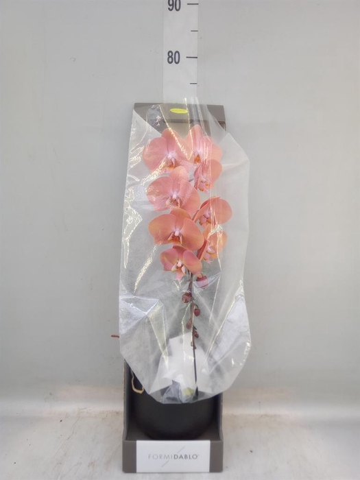 <h4>Phalaenopsis   ...orange</h4>