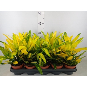 Codiaeum var. KL 'Sunny Star'