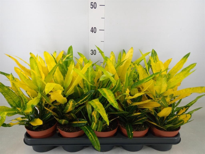 <h4>Codiaeum var. KL 'Sunny Star'</h4>