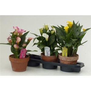 Zant Gem 3 Kl 5+ Terracotta Pot