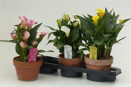 <h4>Zant Gem 3 Kl 5+ Terracotta Pot</h4>