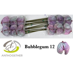 Anthurium Anth A Ov Klb H