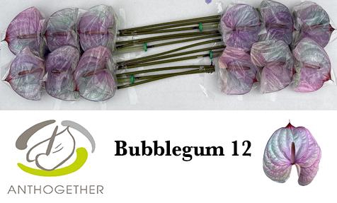 <h4>Anthurium Anth A Ov Klb H</h4>