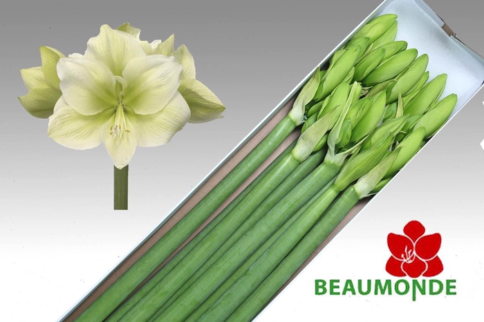 <h4>HIPP GA CHALLENGER</h4>