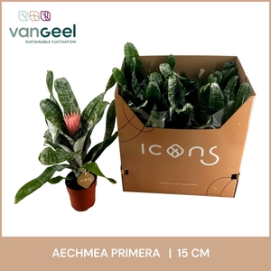 Aechmea fasciata 'Primera'