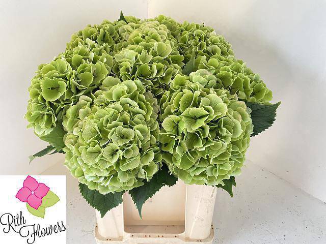 <h4>HYDR M CH VERENA CL</h4>
