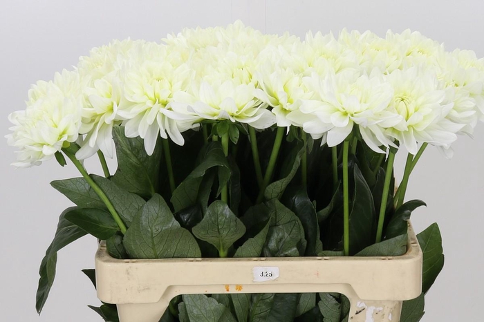 <h4>Dahlia Karma M. Zwaan</h4>
