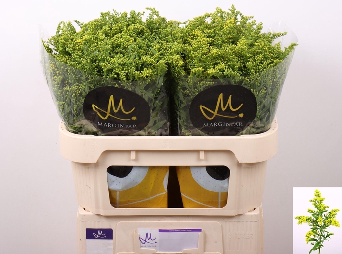 <h4>SOLIDAGO  'CARZAN GLORY'</h4>