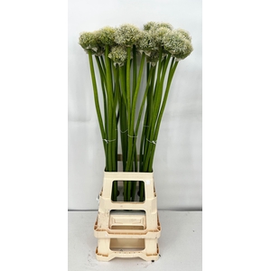 Allium White Giant