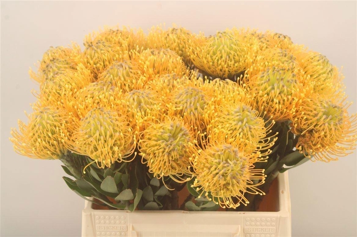 <h4>LEUCO HAWAII GOLD</h4>