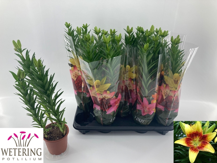 <h4>LIL AS TINY NUGGET</h4>