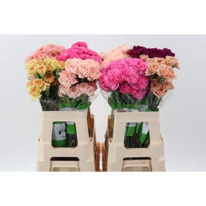 DI ST GEM IN FUST 60cm