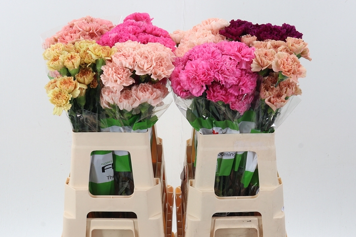 <h4>DI ST GEM IN FUST 60cm</h4>