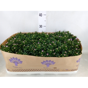 Aster n-b 'Showmakers Pretty Pink'
