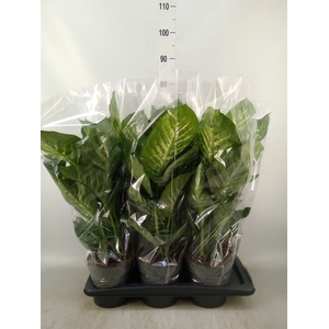 Dieffenbachia seg. 'Reeva'