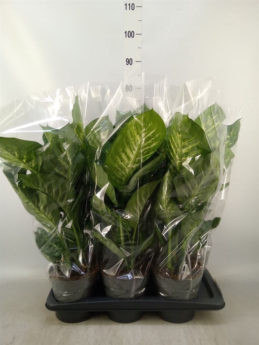 <h4>Dieffenbachia seg. 'Reeva'</h4>