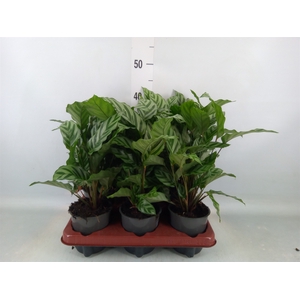 Calathea  'Freddie'