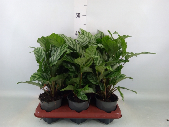 <h4>Calathea  'Freddie'</h4>
