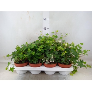 Hedera helix   ...mix 3