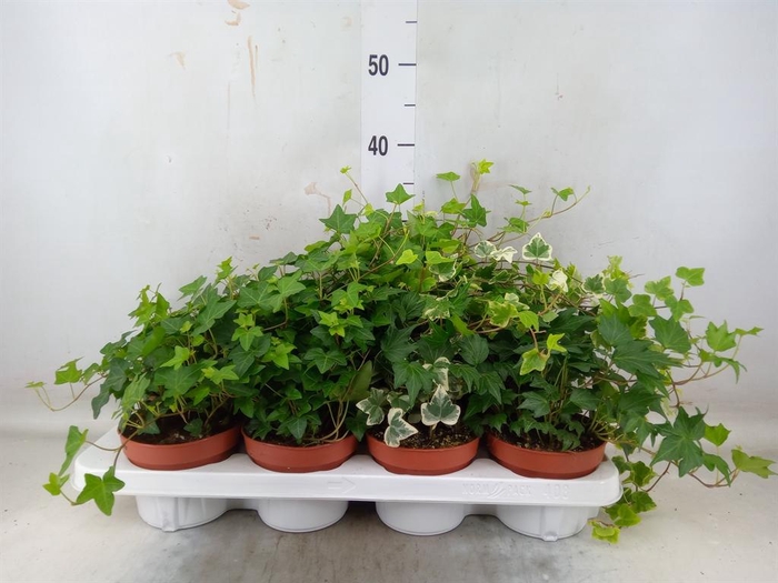 <h4>Hedera helix ...mix 3</h4>