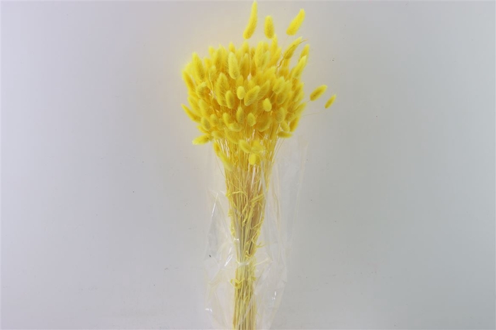 <h4>Dried Lagurus Yellow Bunch Slv</h4>