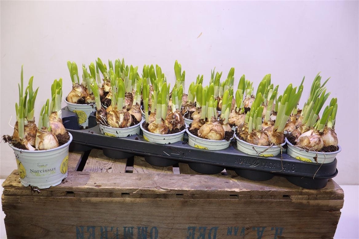 <h4>arr8 Narc O Tete A Tete</h4>