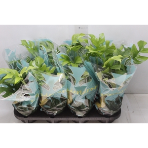 PHILODENDRON MINIMA P15