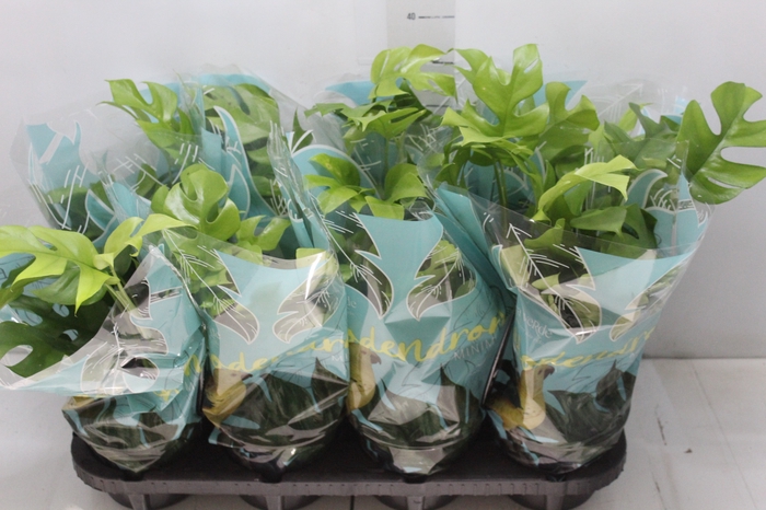 <h4>PHILODENDRON MINIMA P15</h4>
