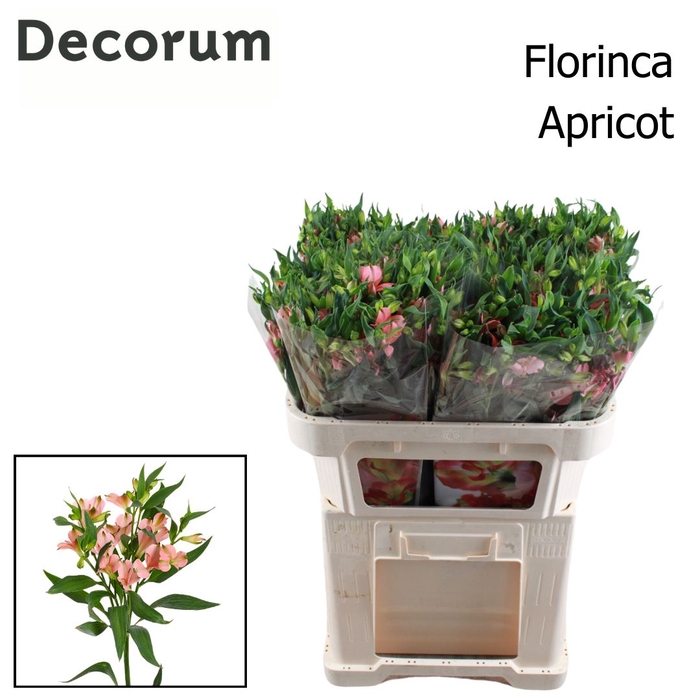 <h4>ALST FL CHARMELIA APRICOT Rek</h4>