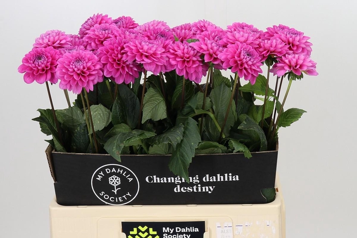 <h4>Dahlia Happy Hour</h4>