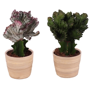 Cactus mix Euphorbia l. Ø12cm in Ø13cm Ceramic NT465