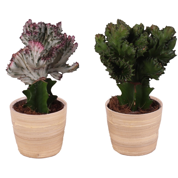 <h4>Cactus mix Euphorbia l. Ø12cm in Ø13cm Ceramic NT465</h4>