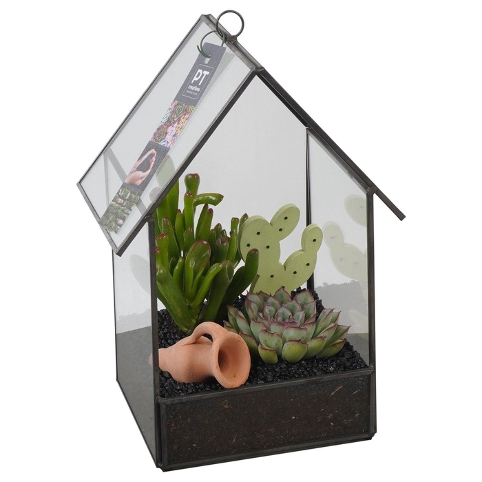 <h4>Arr.  Succulents H%</h4>