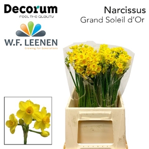 Narcissus Grand Soleil d'Or 566