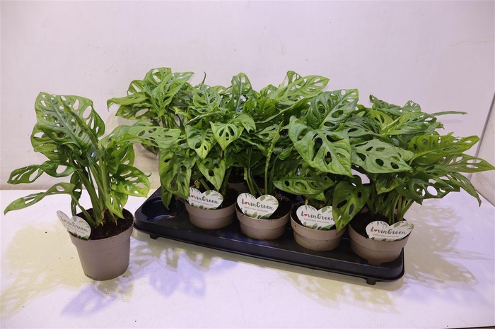 <h4>Monstera Obliqua</h4>