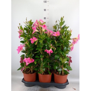 Mandevilla sand. 'Eagle Eye'