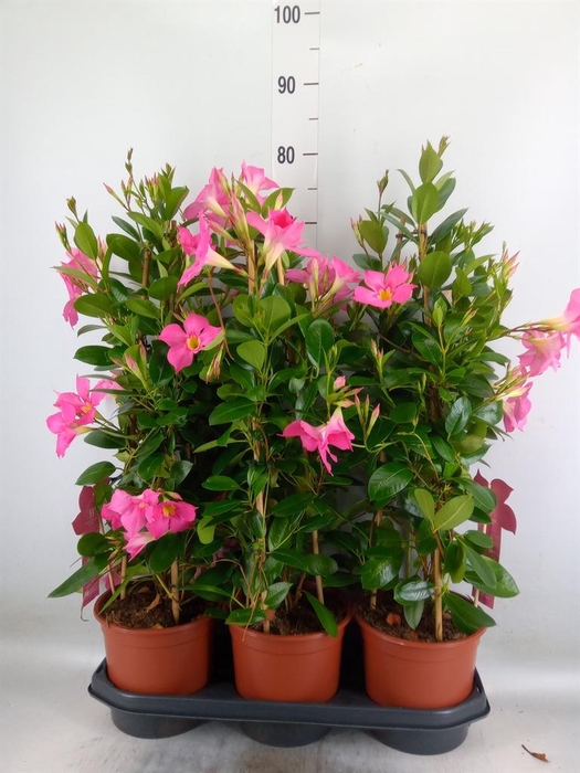 <h4>Mandevilla sand. 'Eagle Eye'</h4>