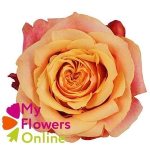 R Gr Cherry Brandy Orange 50cm EC