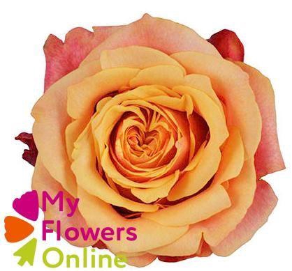 <h4>R Gr Cherry Brandy Orange 50cm EC</h4>