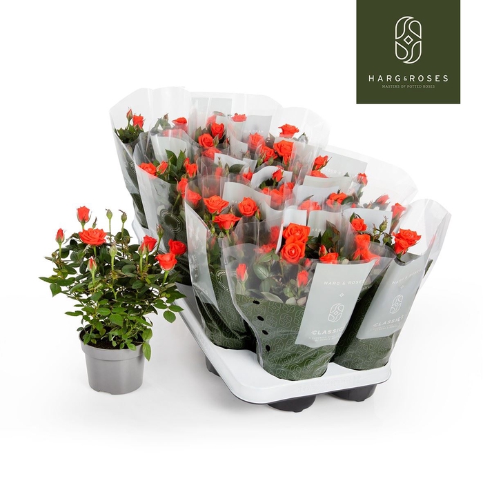 <h4>Rosa  'Calibra Kordana'</h4>