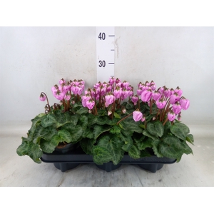 Cyclamen KL 'Windbell'