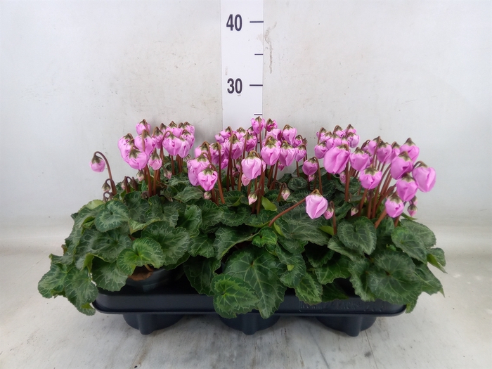 <h4>Cyclamen KL 'Windbell'</h4>