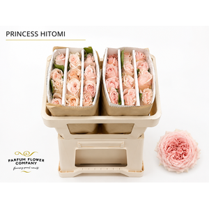 Rosa Princess Hitomi