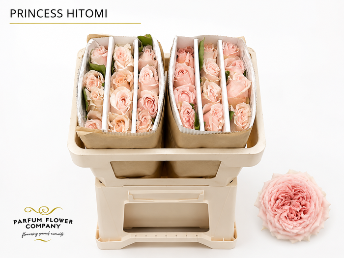 <h4>Rosa Princess Hitomi</h4>