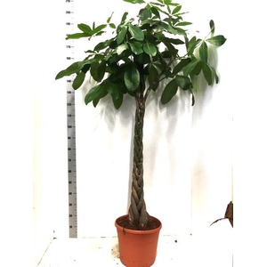 Pachira aquatica 35Ø 200cm